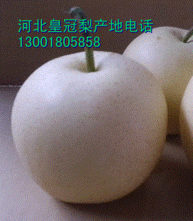 供应赵县皇冠梨丨赵县皇冠梨种植丨赵县皇冠梨价格