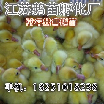 供应小鹅苗包教养殖技术包回收成品鹅