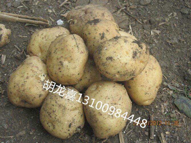 供应黑龙江土豆批发，黑龙江马铃薯代收代办