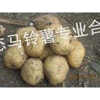 供应黑龙江马铃薯价格，马铃薯批发行情