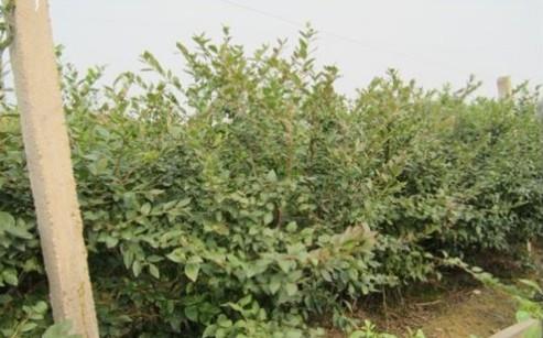 通辽出售占地黄菠萝苗+包头哪有卖占地蓝莓苗+赤峰枸杞苗，贝达苗