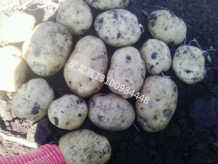 供应黑龙江土豆