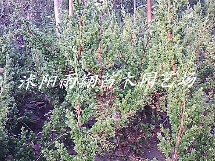 沭阳铺地柏苗