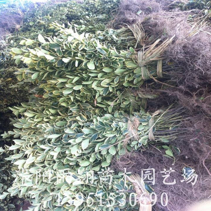 金边黄杨苗