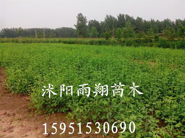 沭阳银杏苗
