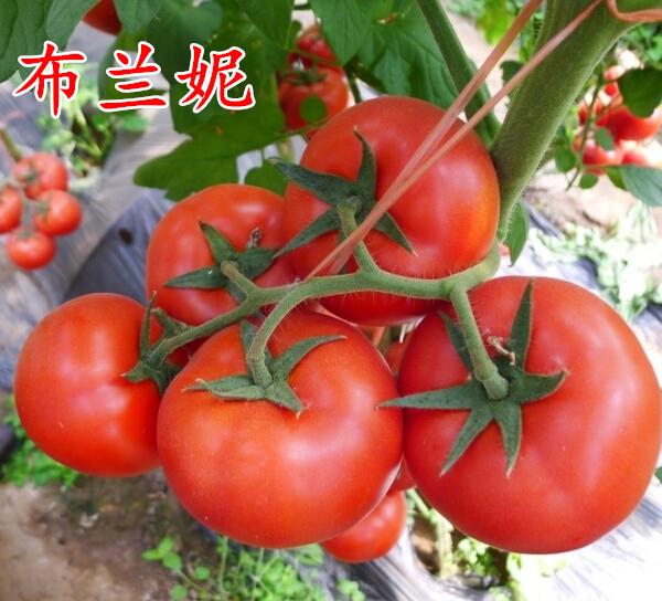 越夏抗病毒红果番茄种子--布兰妮