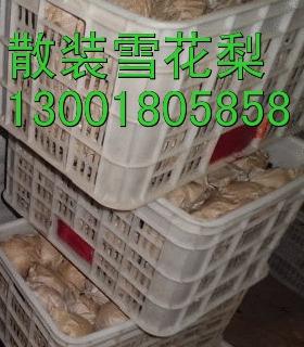 供应河北雪梨农户直接出售
