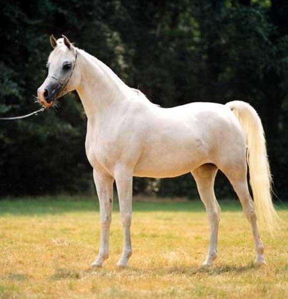 阿拉伯纯种马养殖场阿拉伯纯种马价格阿拉伯纯种马厂家