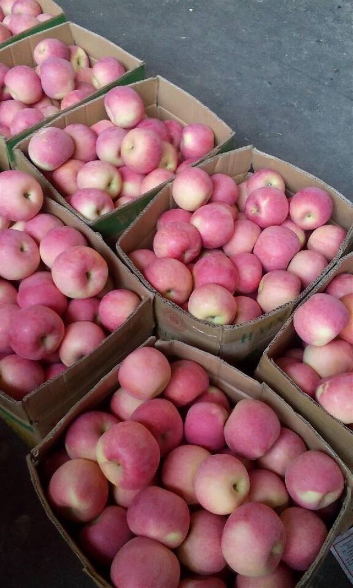 供应山东红将军苹果纸袋红富士膜袋红富士苹果产地价格