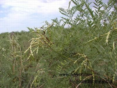 供应价格，哪里卖，厂家金雀花碱98多少钱