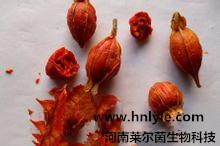 供应价格，哪里卖，厂家栀子苷98价格