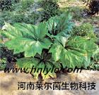 供应价格哪里卖厂家土大黄苷98多少钱，河南莱尔茵