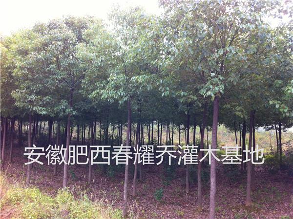 供应安徽肥西1-30公分香樟