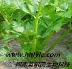 供应厂家哪里卖芹菜素价格多少钱河南实验室试剂标准品对照品