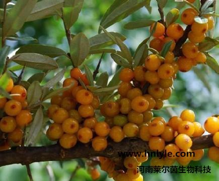 供应异鼠李素98价格 生产厂家 图片 河南 沙棘提取物