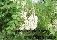 供应鼠李糖价格 生产厂家 图片 哪里卖  河南