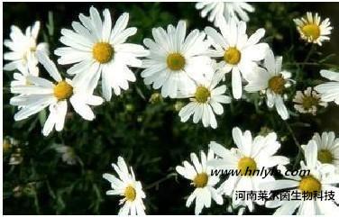 供应槲皮素价格 生产厂家 图片 哪里卖