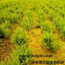 供应迷迭香酸生产厂家 价格 图片 哪里卖