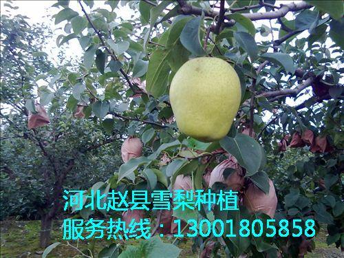河北雪梨了解全新的河北雪梨行情