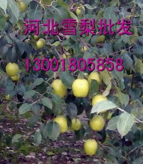 河北雪梨批发河北雪梨产地介绍