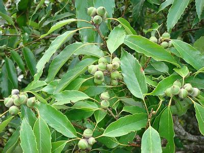 青刚栎种子价格及种植技术