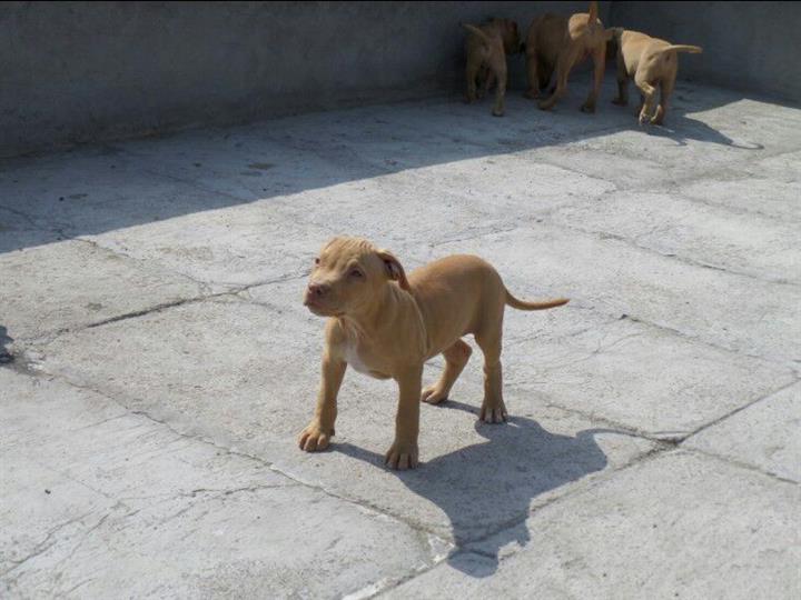 正宗鳄鱼血统的比特犬图片