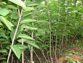 1米以上大樱桃苗卖多少钱*1公分樱桃树苗价格*0.8公分樱桃苗价格