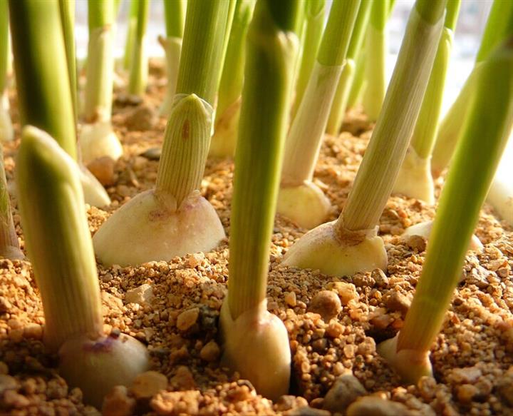 2015春季大蒜种子经营公司