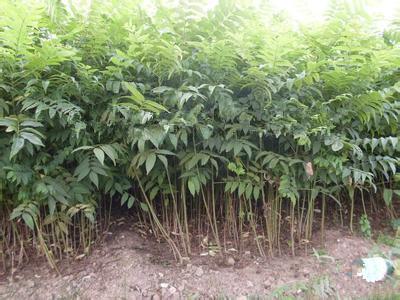 红头香椿树苗哪里有卖的*红头香椿树苗多少钱一棵*批发价是多少